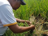 Petani di Serang Terancam Gagal Panen Karena Wereng