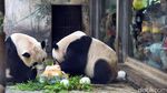 Gemes! Ada Panel Tenaga Solar Berbentuk Panda di China