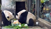 Panda raksasa bernama Chengjiu dan Shuanghao sedang menikmati kue ulang tahun yang terbuat dari es dan buah di sebuah kebun binatang di Hangzhou, China (REUTERS/Stringer)