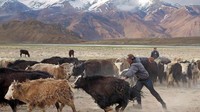 Mereka masih keturunan bangsa Persia, yang hidup terbagi dalam desa-desa. Setiap hari berjuang melawan suhu yang dingin luar biasa. Hanya bulan Mei-September mereka dapat pergi keluar rumah sampai ke Khorugh (ibukota Provinsi Gorno-Badakhshan) untuk berbelanja dan memenuhi kebutuhan hidup (Pascal Mannaerts/BBC)