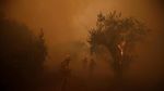 Foto: Aksi Pemadaman Kebakaran Hutan di Berbagai Belahan Dunia