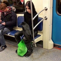 Membawa burung Gagak yang didudukkan di pangkuannya. Foto: Dok. Bored Panda