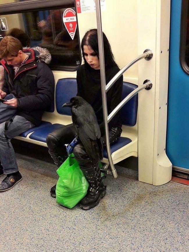 Membawa burung Gagak yang didudukkan di pangkuannya. Foto: Dok. Bored Panda