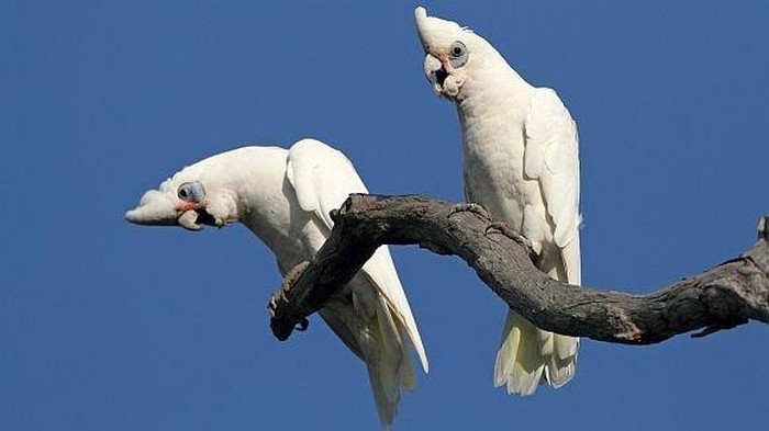 Burung Kakatua Corella Bermain Komidi Putar di Turbin Ventilasi Udara