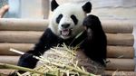 Gemes! Ada Panel Tenaga Solar Berbentuk Panda di China