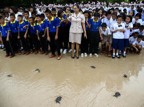 Warga Thailand melepaskan penyu ke laut untuk merayakan ultah Raja Maha Vajiralongkorn
