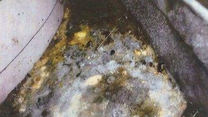 Kotor dan Banyak Kecoa, Toko Roti di Canberra Didenda Rp 200 Juta