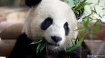 Gemes! Ada Panel Tenaga Solar Berbentuk Panda di China