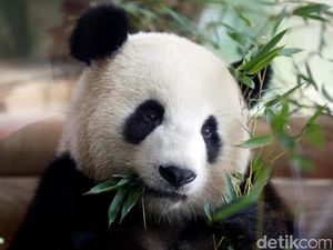 Video: Lucunya Panda-panda di Macau