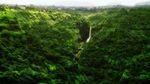 Foto: Lihatlah, Hutan Ini Bercahaya