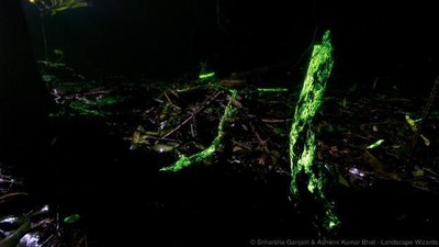 Foto: Lihatlah, Hutan Ini Bercahaya