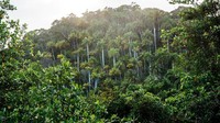 Pegunungan Sagua-Baracoa ini merupakan taman nasional ang menjadi situs warisan budaya Unesco. Menurut data UNESCO, hutan ini menjadi salah satu ekosistem tropis yang paling beragam secara biologis (Tanveer Badal/BBC)