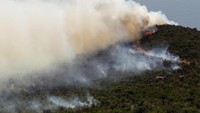 Pemadam kebarakaran berusaha mengontrol kebakaran hutan di Semenanjung Lusticula dekat Tivat, Montenegro (Foto:REUTERS/Stevo Vasiljevi)