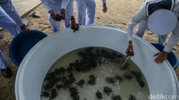 Acara pelepasan penyu ini digelar di Pusat Konservasi Penyu Laut di Chonburi, yang berjarak 75 kilometer sebelah tenggara Bangkok. REUTERS/Athit Perawongmetha.