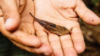 Nah ini dia yang paling fantastis dari Kuba, katak yang jadi salah satu fauna terkecil di dunia, Monte Iberia eleuth. Saat masuk ke dalam hutan, kamu harus perhatikan baik-baik apa yang kamu sentuh dan genggam. Jangan sampai membunuh katak imut ini (Tanveer Badal/BBC)