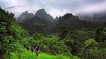 Foto: Lihatlah, Hutan Ini Bercahaya