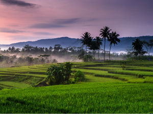 Mau Coba Liburan yang Berbeda? Yuk Bertani di Desa Wisata Candran