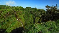 Konon, hutan Western Ghats diyakini tempat sakral oleh suku Ahupe. Mereka tidak berani masuk ke dalam hutan karena melihat banyak cahaya hijau di dalam hutan pada malam hari (Thinkstock)