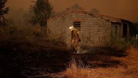 Pemadam kebakaran berusaha memadamkan kebakaran hutan di Desa Carvoeiro di Portugal (Foto: REUTERS/Rafael Marchante)