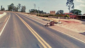 Seekor sapi terlihat menyeret badannya sendiri. Mungkin korban tabrak lari. Foto: Mirror