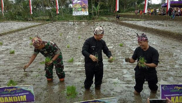 Banyak juga yang mencoba belajar bertanam padi