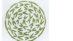 Keren! Foto Apel, Semangka hingga Kacang Polong Berbentuk Geometris