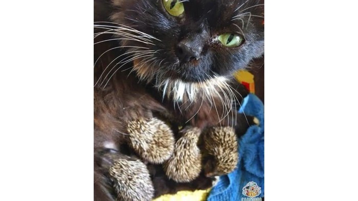 Di Rusia, Seekor Kucing Asuh 8 Anak-anak Landak
