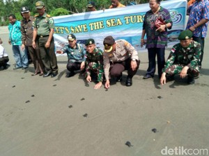 600 Ekor Tukik Dilepas ke Laut Pantai Muara Tami Papua