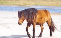 Kuda penghuni Sable Island