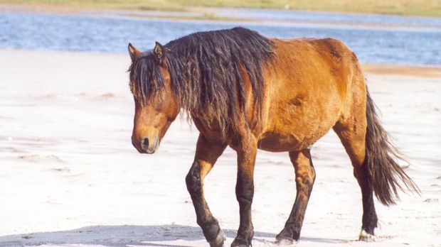 Sable Island jadi rumah bagi ratusan kuda liar (Friends of Sable island)