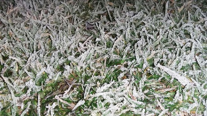 Embun Es Dieng Datang Bikin Was-was Para Petani Kentang