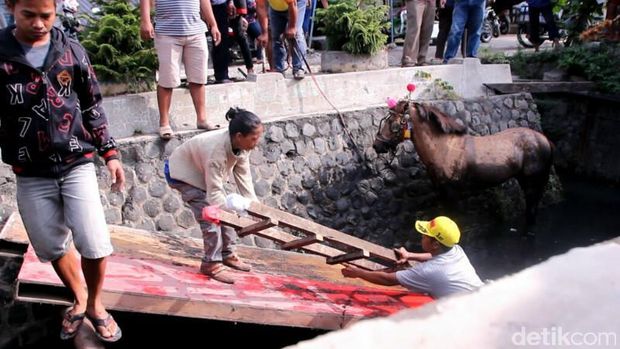 Kuda yang tercebur parit di Semarang. 