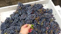 Anggur yang digunakan untuk pembuatan wine.