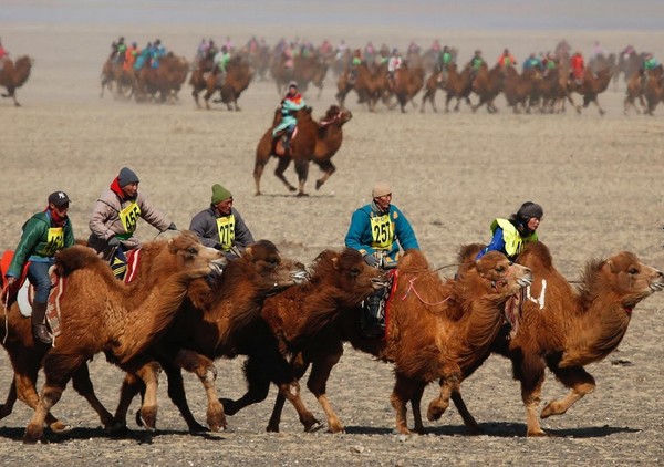 Dengan gagah unta berjalan bersama tuannya di padang pasir. Mereka harus balapan di jalur sepanjang 15 km (Reuters)