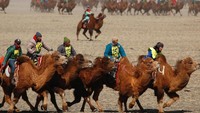 Dengan gagah unta berjalan bersama tuannya di padang pasir. Mereka harus balapan di jalur sepanjang 15 km (Reuters)