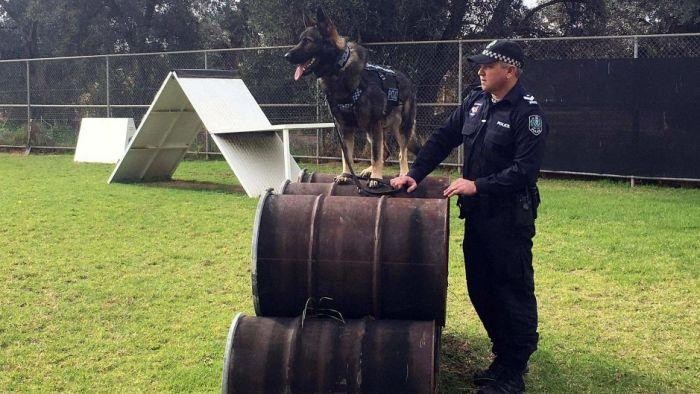 Anjing Polisi di Australia Selatan Kini Dilengkapi Rompi Antipeluru