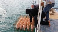 Proses penenggelaman wine di dasar laut.