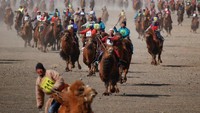 Festival Unta Mongolia tercatat di dalam Guinness World Records sebagai balapan unta terbesar di dunia (Reuters)