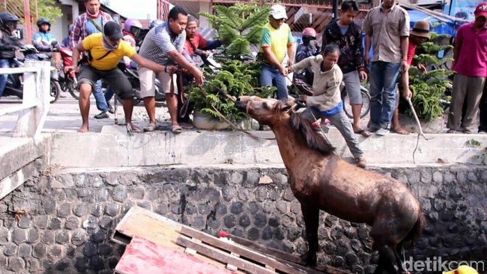 Kasihan, Kuda Ini Tercebur Parit karena Kaget Diklakson Truk