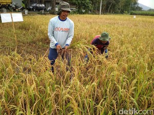 Perpadi Jatim: Penggilingan Padi Besar Matikan 40% Anggota Kami