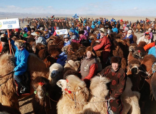 Syarat untuk yang bisa mengikuti festival ini adalah unta asli dari Mongolia dan minimal berumur 4 tahun. Peserta gratis! (Reuters)