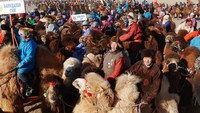 Syarat untuk yang bisa mengikuti festival ini adalah unta asli dari Mongolia dan minimal berumur 4 tahun. Peserta gratis! (Reuters)