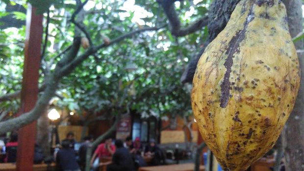 Kakao Blitar Laris Hingga ke Malaysia dan Singapura