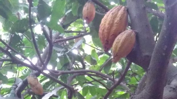 Kakao Blitar Laris Hingga ke Malaysia dan Singapura