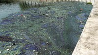 Setiap hari mereka terjun langsung membersihkan sampah-sampah dan lumpur yang berada di Danau Sunter Barat.