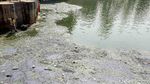 Berjibaku Membuat Danau Sunter Barat Jernih
