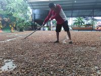 Kegiatan petani kakao menjemur biji kakao.