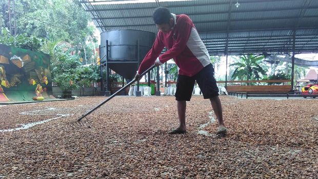 Kakao Blitar Laris Hingga ke Malaysia dan Singapura