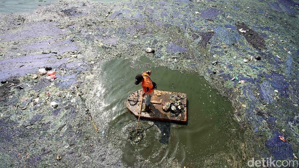 Berjibaku Membuat Danau Sunter Barat Jernih