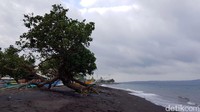 Asal nama Pantai Waru Doyong karena di pantai ini ada banyak pohon waru yang rindang di sepanjang pantai. Tetapi, pohon waru ini tumbuhnya miring atau doyong ke arah pantai (Ardian/detikTravel)